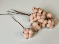 Сухоцвет Хлопок (10шт в 1 букете) 15см оранжевый