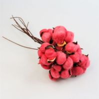 Сухоцвет Хлопок (10шт в 1 букете) 15см Красный