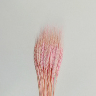 Сухоцвет Пшеница 50-60шт/упак розовый