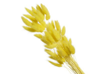 Сухоцвет Лагурус (60шт/пач) желтый