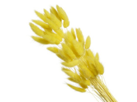 Сухоцвет Лагурус (60шт/пач) желтый