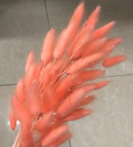 Сухоцвет Лагурус (60шт/пач) коралловый