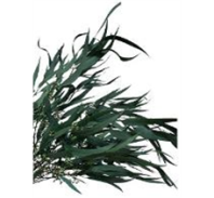 Сухоцвет Николи с ягодами 65см 100г зеленый