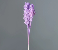 Сухоцвет Сорго, длина 70-80 см, 130-180гр/упак. сиреневый
