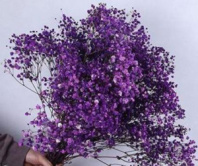 Сухоцвет "Гипсофила", длина 70-80 см, 120 гр/упак., фиолетовый.