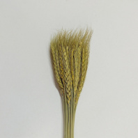 Сухоцвет Пшеница 50-60шт/упак натуральный