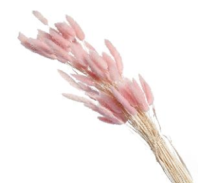 Сухоцвет Лагурус (60шт/пач)  розовый