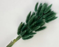 Сухоцвет Лагурус (60шт/пач) темно-зеленый