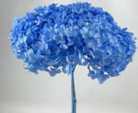 Сухоцвет Гортензия (1 шт. в букете) голубой