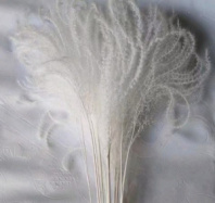 Сухоцвет Пушистая пампасная трава длина 65см  20шт белый