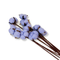 Сухоцвет Хлопок (10шт в 1 букете) 15см Лавандовый