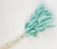 Сухоцвет Лагурус (60шт/пач) мятный