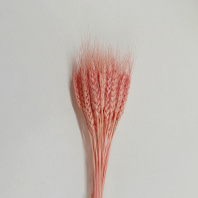 Сухоцвет Пшеница 50-60шт/упак светло-розовый