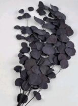 Сухоцвет Эвкалипт Цинерия длина 60-70 см 100гр/упак серо-пурпурный