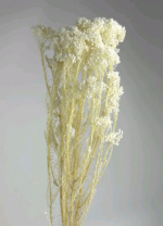 Сухоцвет Рисовый цветок (Диосми), длина 60-70 см, 70 гр., белый