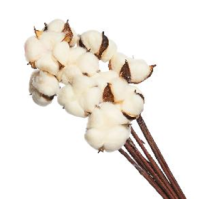 Сухоцвет Хлопок (10шт в 1 букете) 15см светло-бежевый