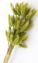 Сухоцвет Лагурус (60шт/пач) оливковый