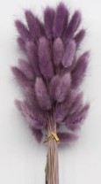 Сухоцвет Лагурус (60шт/пач) пурпурный