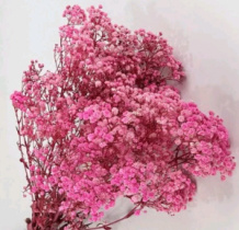 Сухоцвет "Гипсофила", длина 70-80 см, 120 гр/упак., насыщенный розовый.