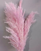 Сухоцвет Тростник 30см 5шт/упак нежно-розовый