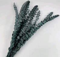 Сухоцвет Эвкалипт Бэби Блю длина 60-65 см 10 шт/упак пыльно-зеленый