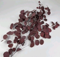 Сухоцвет Эвкалипт Цинерия длина 60-70 см 100гр/упак каштановый