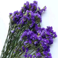 Сухоцвет Статица, 120 гр/упак., фиолетовый