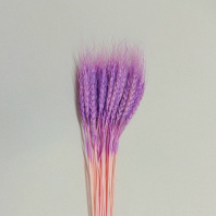 Сухоцвет Пшеница 50-60шт/упак сиреневый