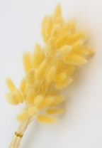 Сухоцвет Лагурус (60шт/пач) лимонный