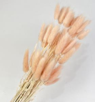 Сухоцвет Лагурус (60шт/пач) нежно-персиковый