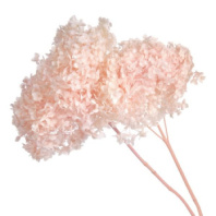 Сухоцвет Гортензия (1 шт. в букете) нежно-розовый