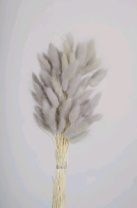 Сухоцвет Лагурус (60шт/пач) серо-пурпурный