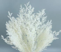 Сухоцвет Лимониум  (3-5 веточки) 100гр белый