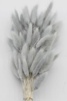 Сухоцвет Лагурус (60шт/пач) светло-серый