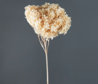 Сухоцвет Гортензия (1 шт. в букете) кремовый