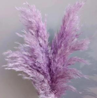 Сухоцвет Тростник 30см 5шт/упак сиреневый