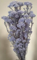 Сухоцвет Рисовый цветок (Диосми), длина 60-70 см, 70 гр., светло-лавандовый