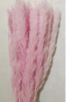 Сухоцвет Камыш 15шт/упак 60-80 см св.розовый