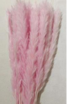 Сухоцвет Камыш 15шт/упак 60-80 см св.розовый