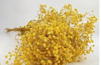 Сухоцвет "Гипсофила", длина 70-80 см, 120 гр/упак., желтый.