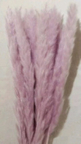 Сухоцвет Камыш 15шт/упак 60-80 см светло-лиловый
