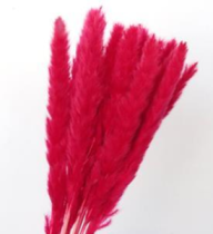 Сухоцвет Камыш 15шт/упак 60-80 см красный