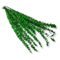 Сухоцвет Эвкалипт Беби Блу 80гр зеленый