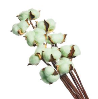 Сухоцвет Хлопок (10шт в 1 букете) 15см Светло-зеленый