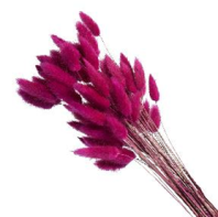 Сухоцвет Лагурус (60шт/пач) малиновый