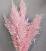 Сухоцвет Тростник 30см 5шт/упак светло-розовый