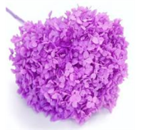 Сухоцвет Гортензия (1 шт. в букете) лиловый