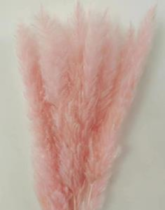 Сухоцвет Камыш 15шт/упак 60-80 см персиковый-розовый