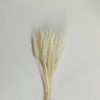Сухоцвет Пшеница 50-60шт/упак белый