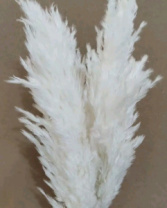 Сухоцвет Тростник 30см 5шт/упак белый